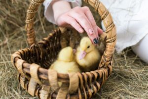 A gentle hand strokes adorable yellow ducklings sitting in a rustic woven basket on hay.